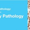 Classic Lectures in Pathology: What You Need to Know: Genitourinary Pathology-Videos+PDF