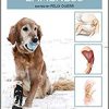 Canine Lameness-Original PDF