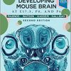 Atlas of the Developing Mouse Brain 2nd Edition-Original PDF