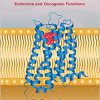 Dopamine: Endocrine and Oncogenic Functions-Original PDF