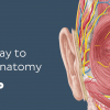 KenHub Human Anatomy 2021-Videos And Photos