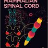 The Mammalian Spinal Cord -Original PDF