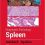 Diagnostic Pathology: Spleen 2nd Edition-Original PDF