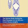 The Human Brain during the First Trimester 6.3- to 10.5-mm Crown-Rump Lengths: Atlas of Human Central Nervous System Development, Volume 2 -Original PDF