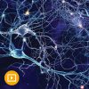 Neurology for Non-Neurologists 2022-Videos+PDFs