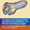 The Spinal Cord During the First and Early Second Trimesters 4- to 108-mm Crown-rump Lengths: Atlas of Human Central Nervous System Development -Original PDF