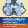 The Spinal Cord During the Middle Second Trimester Through the Fourth Postnatal Month 130- to 440-mm Crown-rump Lengths: Atlas of Human Central Nervous System Development -Original PDF