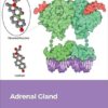 Adrenal Gland (Volume 124) (Vitamins and Hormones, Volume 124) -Original PDF