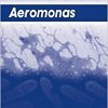 Aeromonas-Original PDF