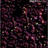 Cyanobacteria: Omics and Manipulation-Original PDF