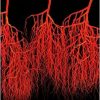 Regenerative Medicine for Peripheral Artery Disease-Original PDF